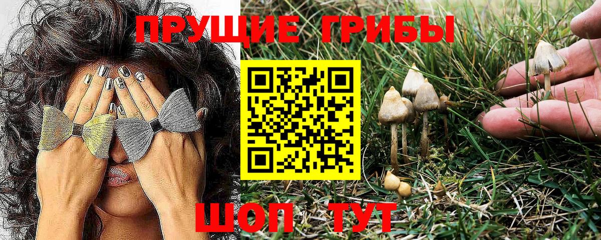 Псилоцибиновые грибы GOLDEN TEACHER  купить наркоту  Унеча  Вход с VPN 